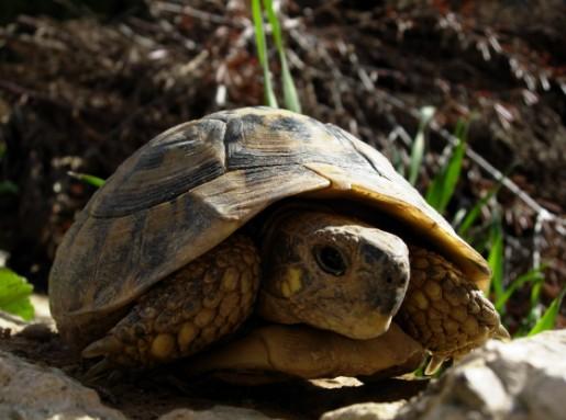 Ejemplar de Tortuga Mora